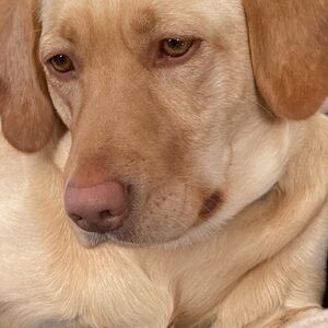 Meet your Posher, Sherri